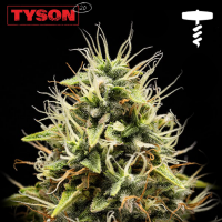 Royal Queen Seeds x Tyson - Corkscrew Auto