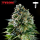 Royal Queen Seeds x Tyson - Corkscrew Auto