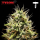 Royal Queen Seeds x Tyson - Corkscrew Auto