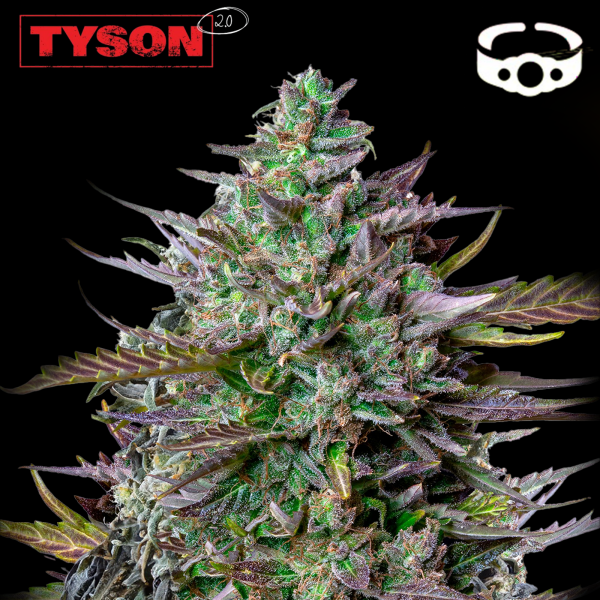 Royal Queen Seeds x Tyson - GOATlato Auto