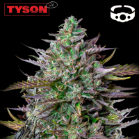 Royal Queen Seeds x Tyson - GOATlato Auto