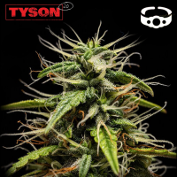 Royal Queen Seeds x Tyson - GOATlato Auto