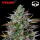 Royal Queen Seeds x Tyson - GOATlato Auto
