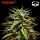 Royal Queen Seeds x Tyson - GOATlato Auto