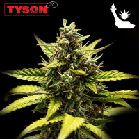 Royal Queen Seeds x Tyson - NYC Sour D Auto
