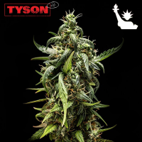 Royal Queen Seeds x Tyson - NYC Sour D Auto