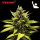 Royal Queen Seeds x Tyson - NYC Sour D Auto