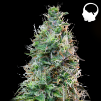 Royal Queen Seeds - Amnesia Auto