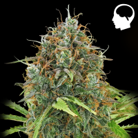 Royal Queen Seeds - Amnesia Auto