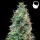 Royal Queen Seeds - Amnesia Auto