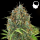 Royal Queen Seeds - Amnesia Auto
