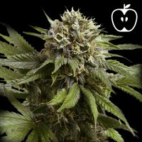 Royal Queen Seeds - Apple Fritter Auto
