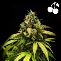 Royal Queen Seeds - Cherry Pie Auto