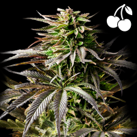 Royal Queen Seeds - Cherry Pie Auto