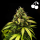Royal Queen Seeds - Cherry Pie Auto