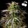 Royal Queen Seeds - Cherry Pie Auto