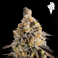 Royal Queen Seeds - Cookies Gelato Auto
