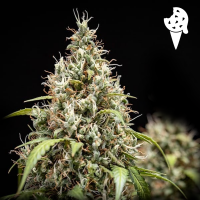 Royal Queen Seeds - Cookies Gelato Auto