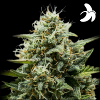 Royal Queen Seeds - Fat Banana Auto