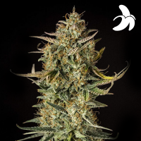Royal Queen Seeds - Fat Banana Auto