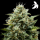 Royal Queen Seeds - Fat Banana Auto