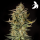 Royal Queen Seeds - Fat Banana Auto