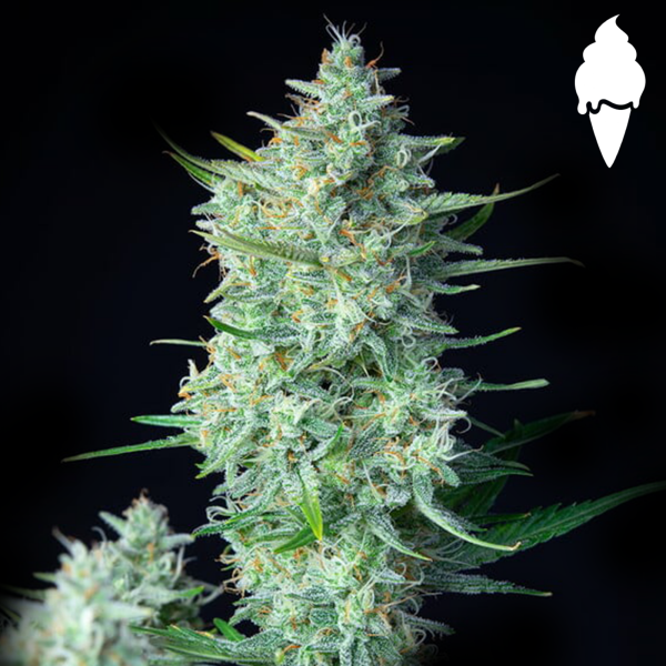 Royal Queen Seeds - Green Gelato Auto