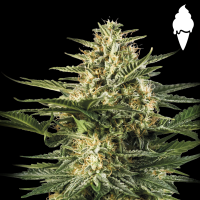 Royal Queen Seeds - Green Gelato Auto