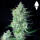 Royal Queen Seeds - Green Gelato Auto