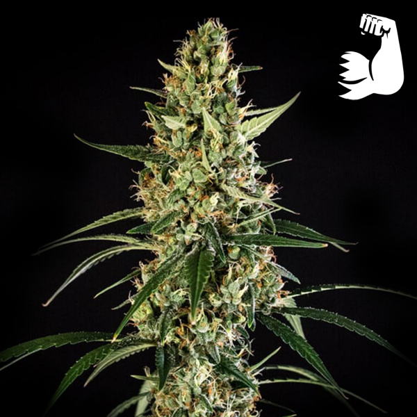Royal Queen Seeds - Hulkberry Auto