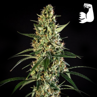 Royal Queen Seeds - Hulkberry Auto