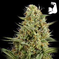Royal Queen Seeds - Hulkberry Auto