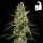 Royal Queen Seeds - Hulkberry Auto