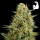 Royal Queen Seeds - Hulkberry Auto