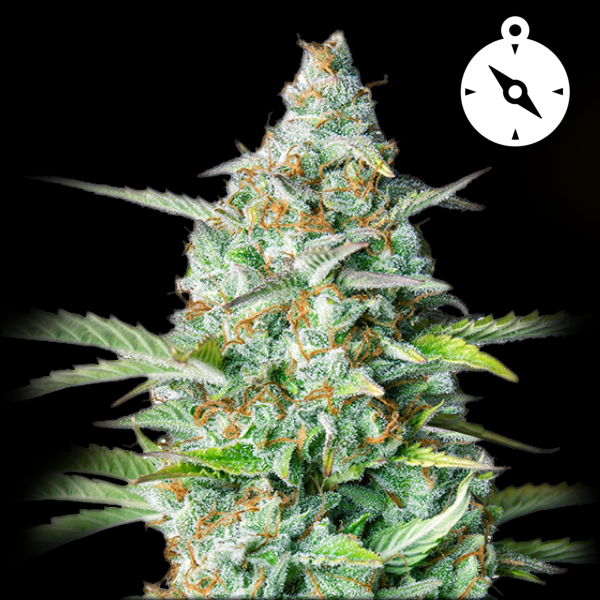 Royal Queen Seeds - Northern Light Auto