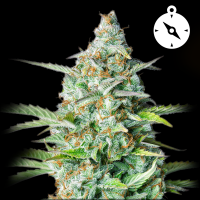 Royal Queen Seeds - Northern Light Auto