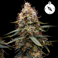 Royal Queen Seeds - Northern Light Auto