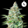 Royal Queen Seeds - Northern Light Auto