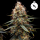 Royal Queen Seeds - Northern Light Auto