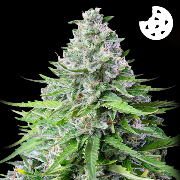 Royal Queen Seeds - Royal Cookies Auto