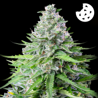 Royal Queen Seeds - Royal Cookies Auto