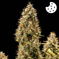 Royal Queen Seeds - Royal Cookies Auto