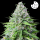 Royal Queen Seeds - Royal Cookies Auto