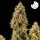 Royal Queen Seeds - Royal Cookies Auto