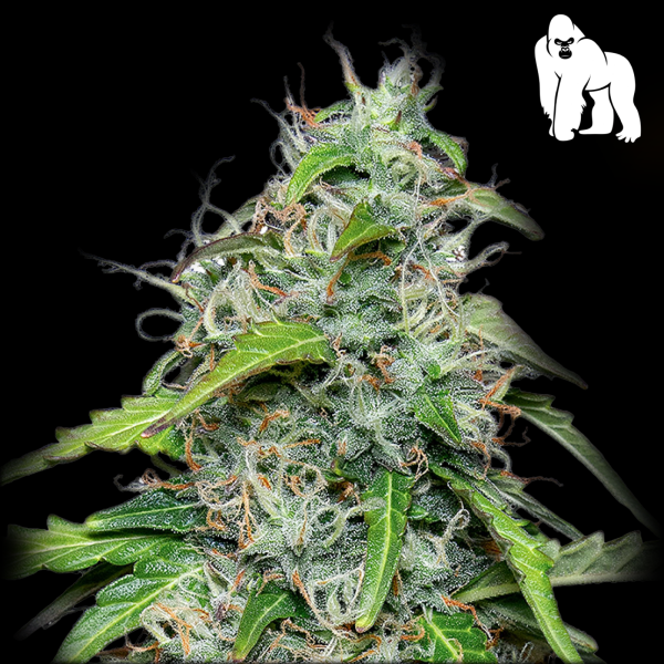 Royal Queen Seeds - Royal Gorilla Auto