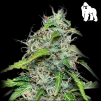 Royal Queen Seeds - Royal Gorilla Auto