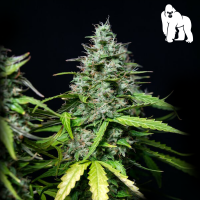 Royal Queen Seeds - Royal Gorilla Auto