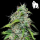 Royal Queen Seeds - Royal Gorilla Auto