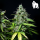 Royal Queen Seeds - Royal Gorilla Auto