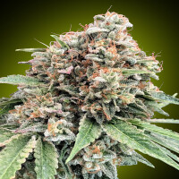 00 Seeds Sweet Critical 2.0